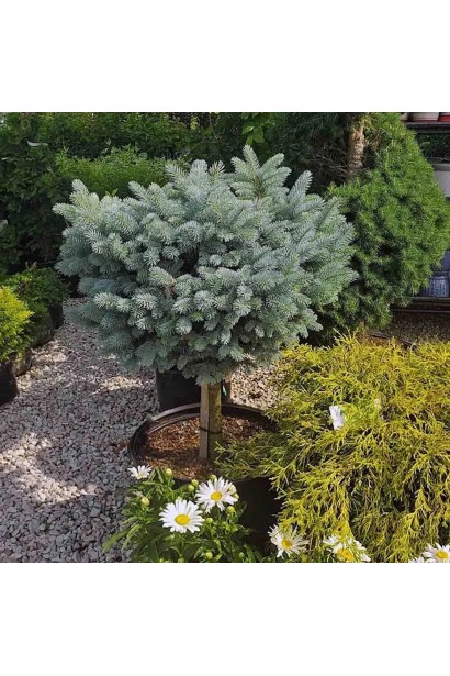 Ель колючая Глаука Глобоза на штамбе в ландшафте